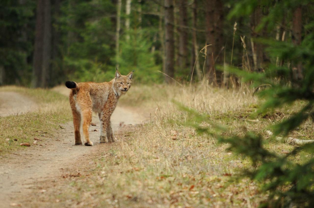 Swironek Villa Bialowieza Luaran gambar