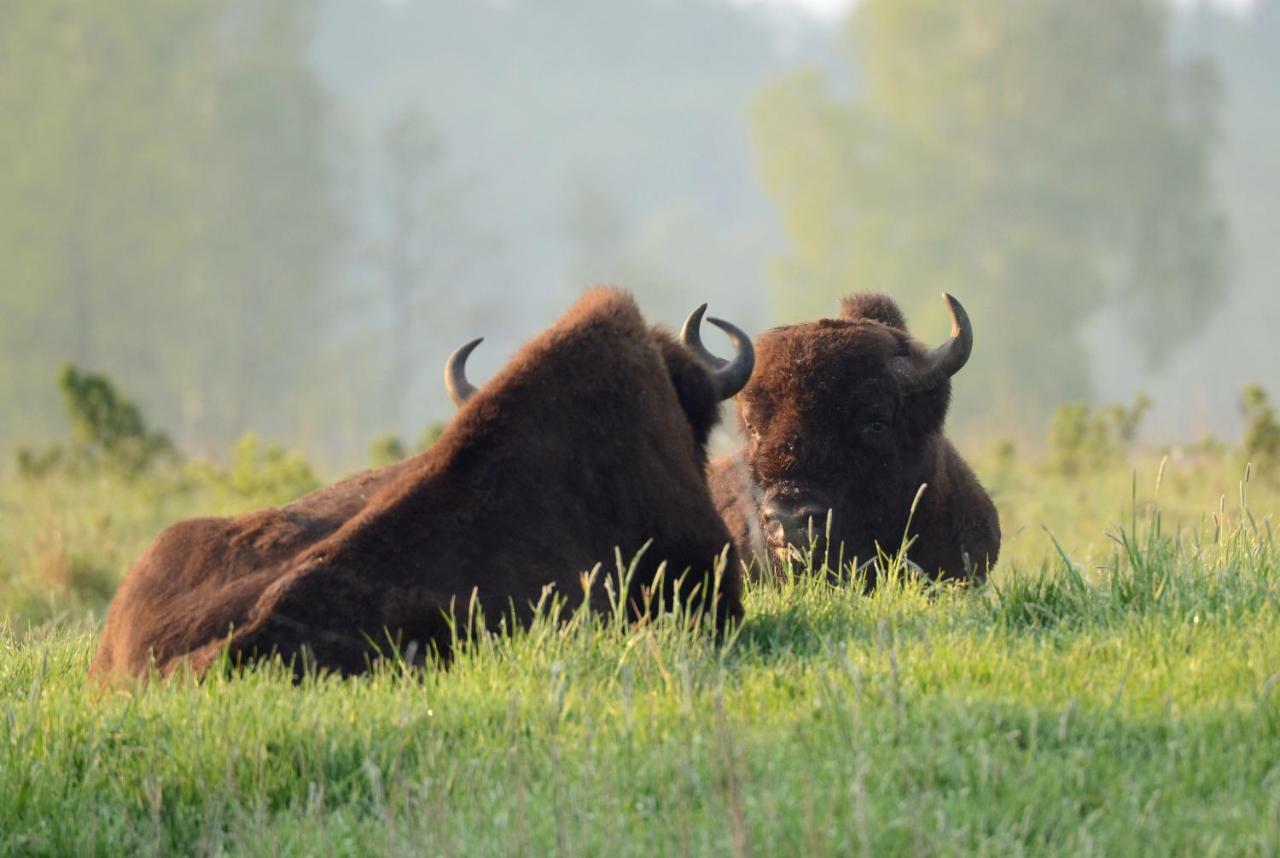 Swironek Villa Bialowieza Luaran gambar